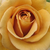 Giallo - Rose Grandiflora - Floribunda - Honey Dijon
